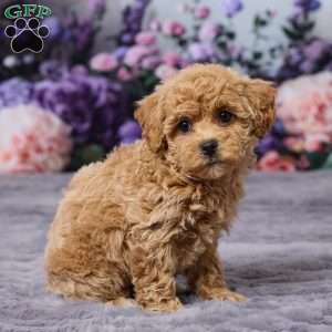Dawn, Bich-Poo Puppy